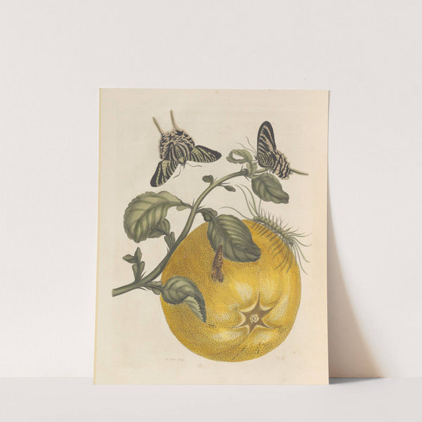 Dissertation sur la generation et les transformations des insectes de Surinam Pl.12 (1705) by Maria Sibylla Merian