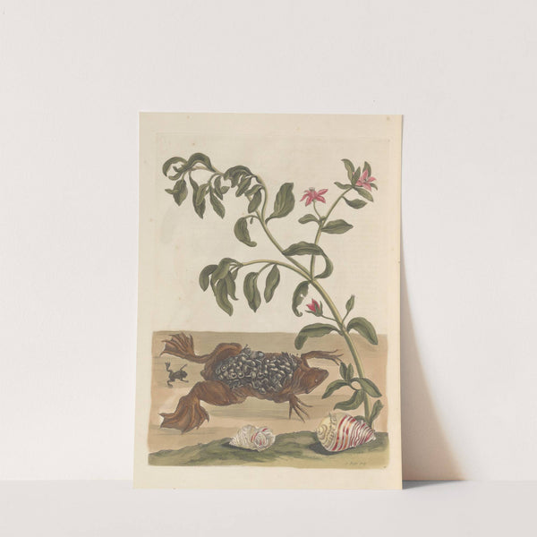 Dissertation sur la generation et les transformations des insectes de Surinam Pl.13 (1705) by Maria Sibylla Merian