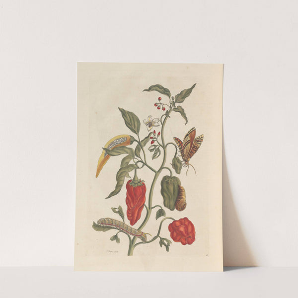 Dissertation sur la generation et les transformations des insectes de Surinam Pl.15 (1705) by Maria Sibylla Merian