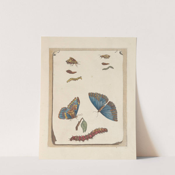 Dissertation sur la generation et les transformations des insectes de Surinam Pl.16 (1705) by Maria Sibylla Merian