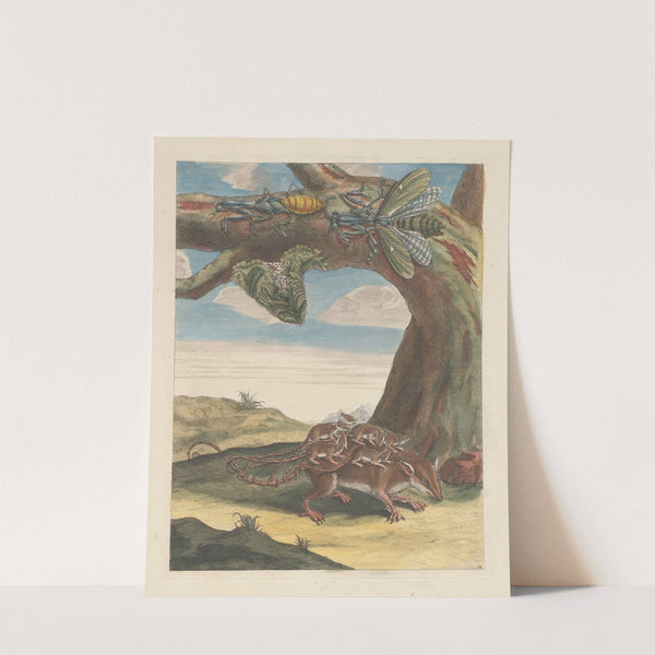 Dissertation sur la generation et les transformations des insectes de Surinam Pl.17 (1705) by Maria Sibylla Merian