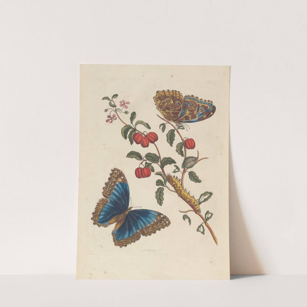 Dissertation sur la generation et les transformations des insectes de Surinam Pl.18 (1705) by Maria Sibylla Merian