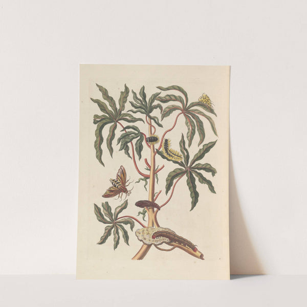 Dissertation sur la generation et les transformations des insectes de Surinam Pl.19 (1705) by Maria Sibylla Merian