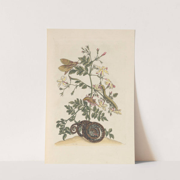 Dissertation sur la generation et les transformations des insectes de Surinam Pl.22 (1705) by Maria Sibylla Merian