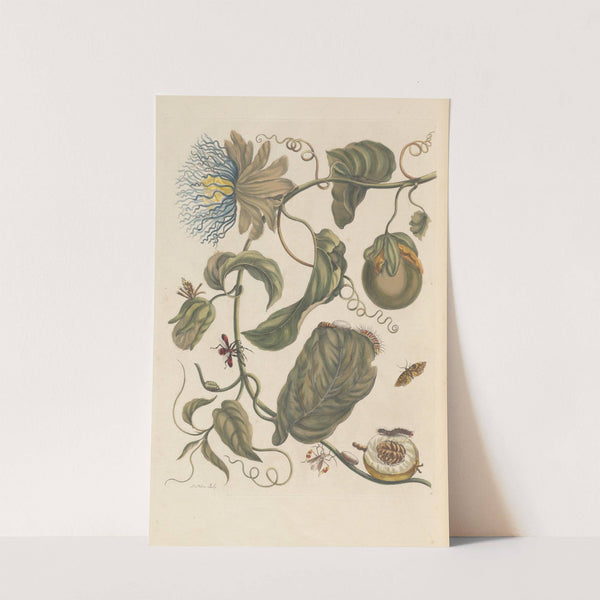 Dissertation sur la generation et les transformations des insectes de Surinam Pl.23 (1705) by Maria Sibylla Merian