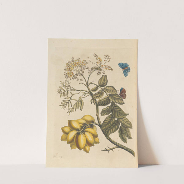 Dissertation sur la generation et les transformations des insectes de Surinam Pl.24 (1705) by Maria Sibylla Merian