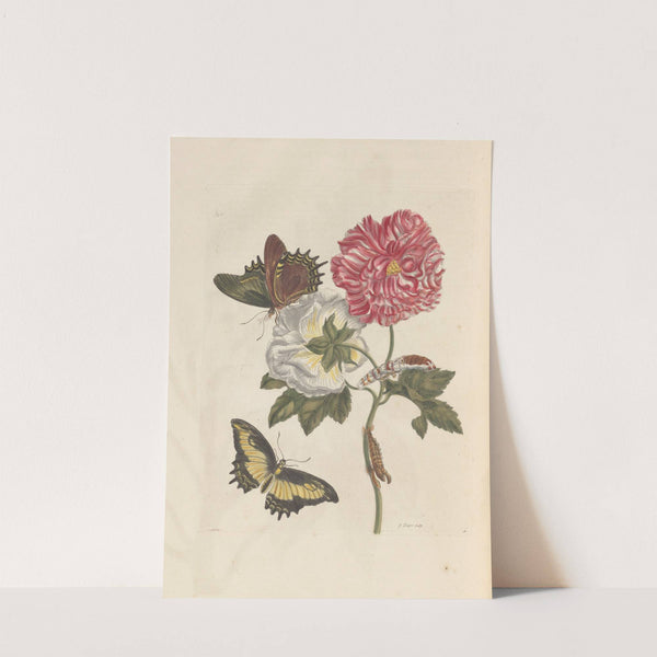 Dissertation sur la generation et les transformations des insectes de Surinam Pl.25 (1705) by Maria Sibylla Merian