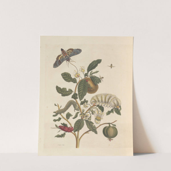 Dissertation sur la generation et les transformations des insectes de Surinam Pl.26 (1705) by Maria Sibylla Merian