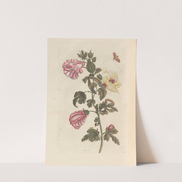 Dissertation sur la generation et les transformations des insectes de Surinam Pl.27 (1705) by Maria Sibylla Merian