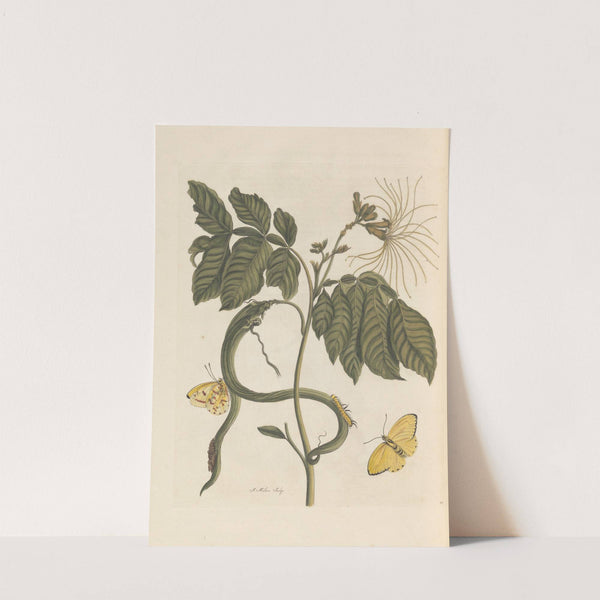 Dissertation sur la generation et les transformations des insectes de Surinam Pl.28 (1705) by Maria Sibylla Merian