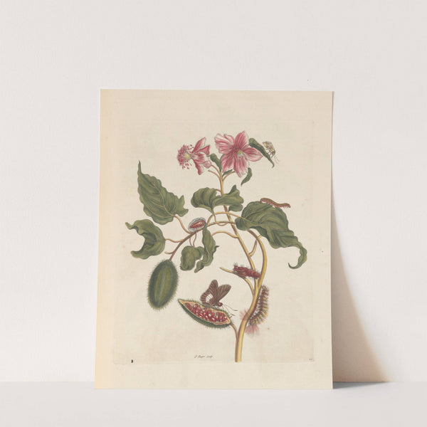 Dissertation sur la generation et les transformations des insectes de Surinam Pl.29 (1705) by Maria Sibylla Merian