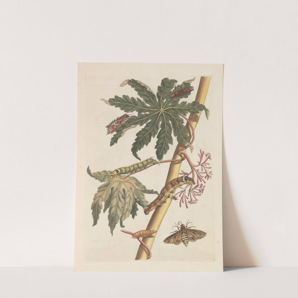 Dissertation sur la generation et les transformations des insectes de Surinam Pl.30 (1705) by Maria Sibylla Merian