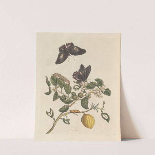 Dissertation sur la generation et les transformations des insectes de Surinam Pl.31 (1705) by Maria Sibylla Merian