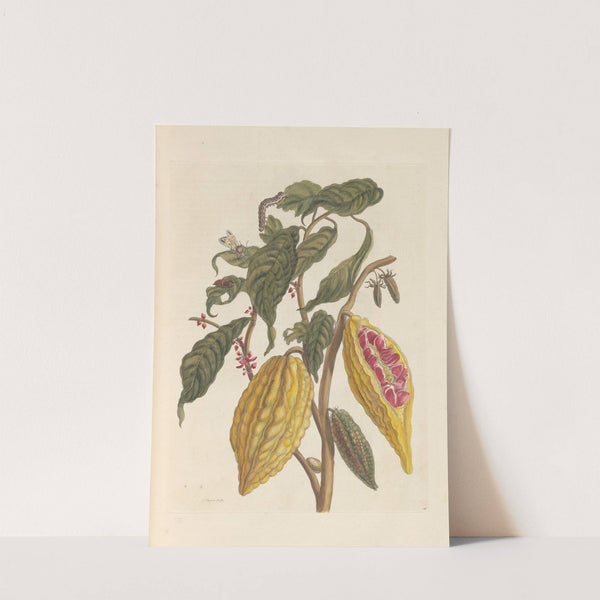 Dissertation sur la generation et les transformations des insectes de Surinam Pl.33 (1705) by Maria Sibylla Merian