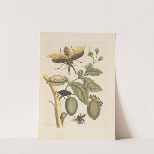 Dissertation sur la generation et les transformations des insectes de Surinam Pl.35 (1705) by Maria Sibylla Merian