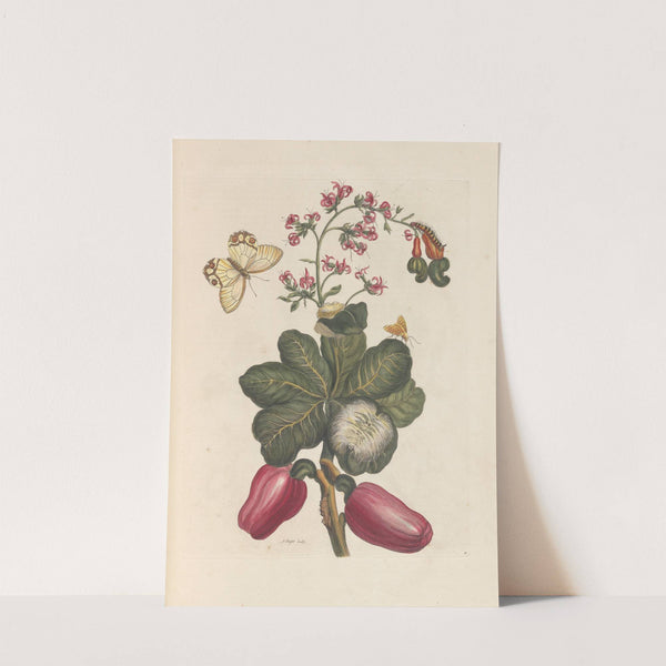 Dissertation sur la generation et les transformations des insectes de Surinam Pl.36 (1705) by Maria Sibylla Merian