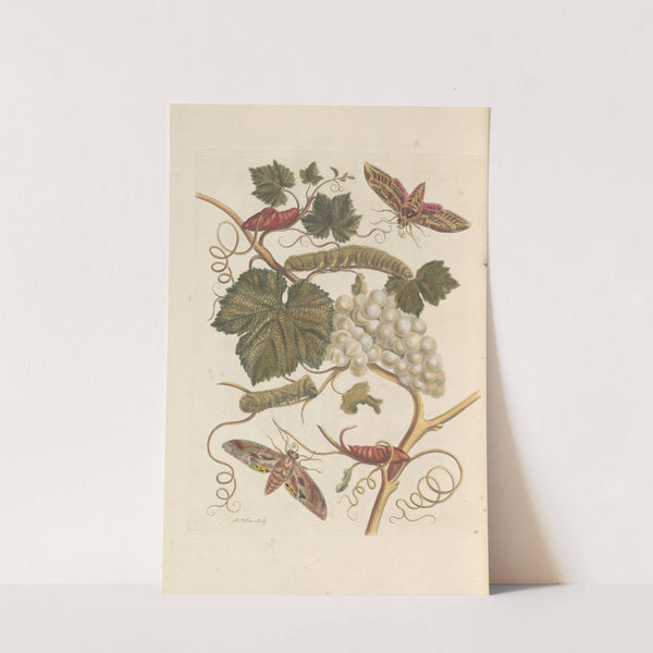 Dissertation sur la generation et les transformations des insectes de Surinam Pl.37 (1705) by Maria Sibylla Merian