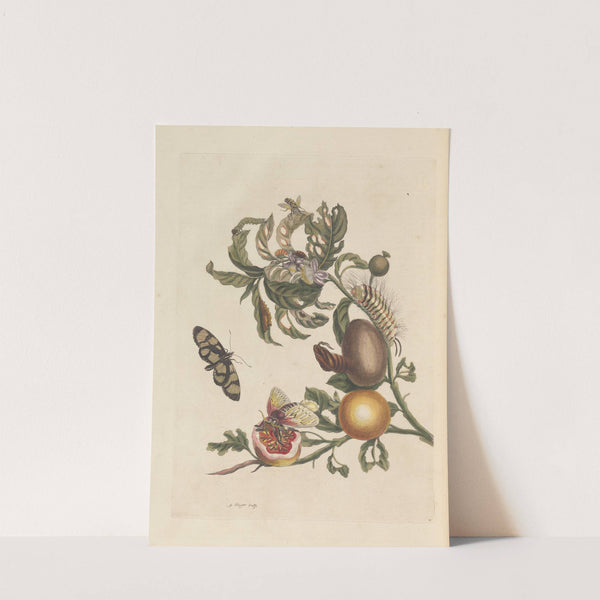 Dissertation sur la generation et les transformations des insectes de Surinam Pl.38 (1705) by Maria Sibylla Merian