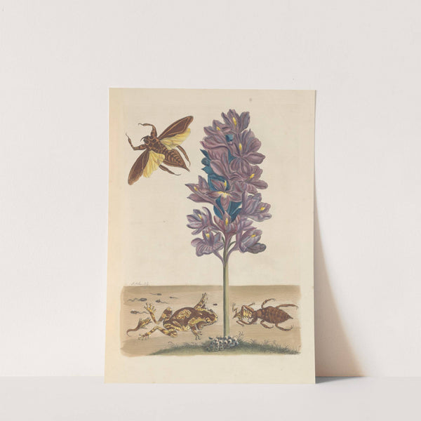 Dissertation sur la generation et les transformations des insectes de Surinam Pl.41 (1705) by Maria Sibylla Merian