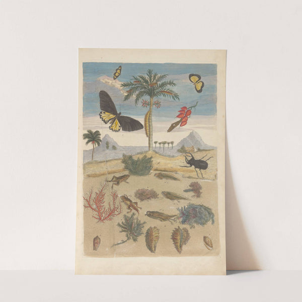 Dissertation sur la generation et les transformations des insectes de Surinam Pl.43 (1705) by Maria Sibylla Merian