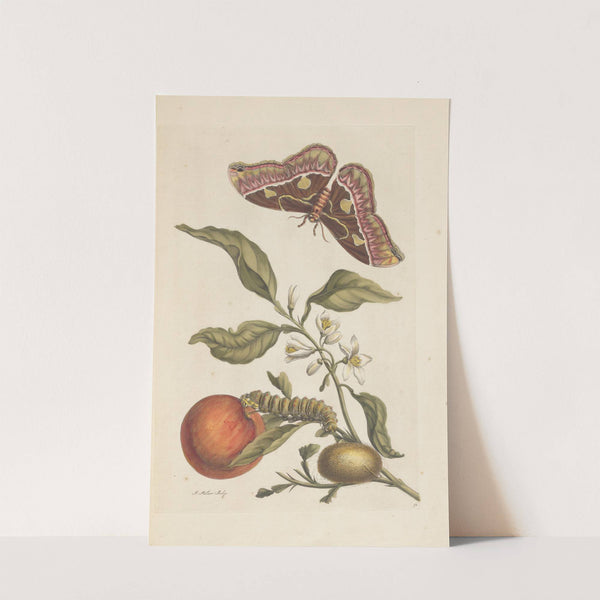 Dissertation sur la generation et les transformations des insectes de Surinam Pl.46 (1705) by Maria Sibylla Merian