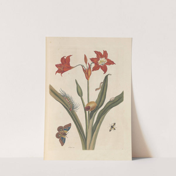 Dissertation sur la generation et les transformations des insectes de Surinam Pl.47 (1705) by Maria Sibylla Merian