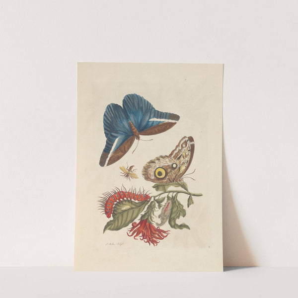 Dissertation sur la generation et les transformations des insectes de Surinam Pl.48 (1705) by Maria Sibylla Merian