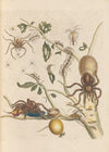 Dissertation sur la generation et les transformations des insectes de Surinam Pl.50