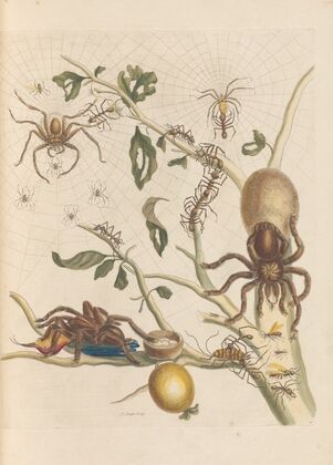Dissertation sur la generation et les transformations des insectes de Surinam Pl.50