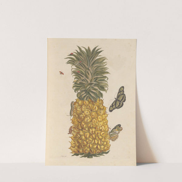 Dissertation sur la generation et les transformations des insectes de Surinam Pl.52 (1705) by Maria Sibylla Merian