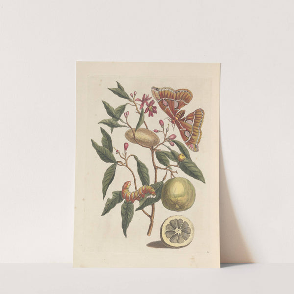 Dissertation sur la generation et les transformations des insectes de Surinam Pl.53 (1705) by Maria Sibylla Merian