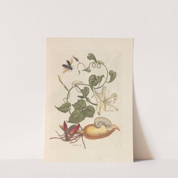 Dissertation sur la generation et les transformations des insectes de Surinam Pl.56 (1705) by Maria Sibylla Merian