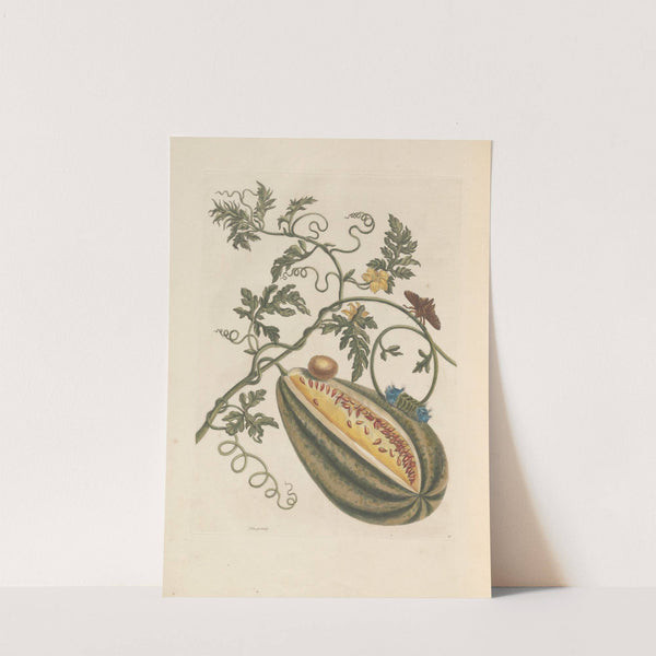 Dissertation sur la generation et les transformations des insectes de Surinam Pl.57 (1705) by Maria Sibylla Merian