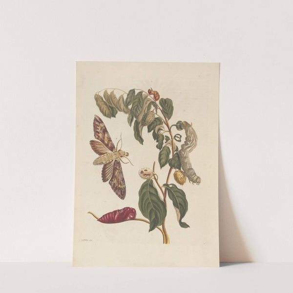 Dissertation sur la generation et les transformations des insectes de Surinam Pl.58 (1705) by Maria Sibylla Merian