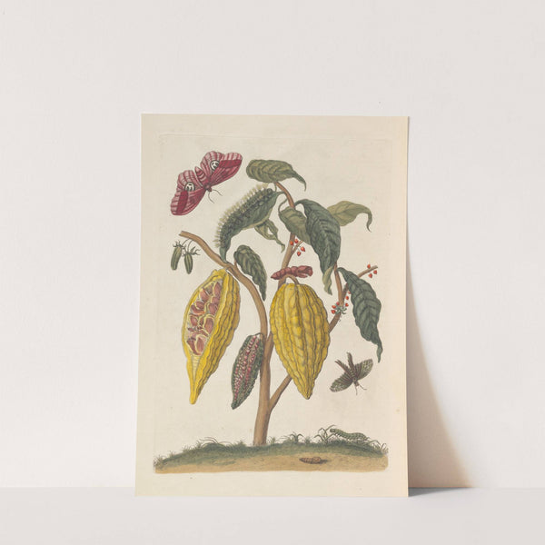 Dissertation sur la generation et les transformations des insectes de Surinam Pl.59 (1705) by Maria Sibylla Merian