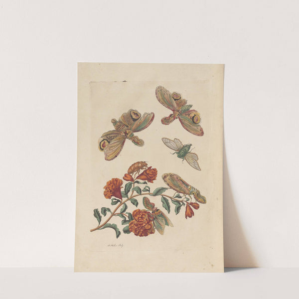 Dissertation sur la generation et les transformations des insectes de Surinam Pl.60 (1705) by Maria Sibylla Merian