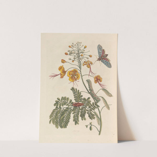 Dissertation sur la generation et les transformations des insectes de Surinam Pl.61 (1705) by Maria Sibylla Merian