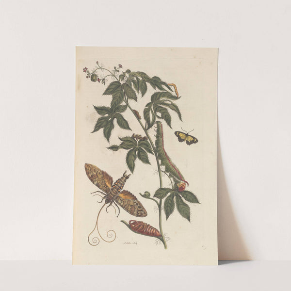 Dissertation sur la generation et les transformations des insectes de Surinam Pl.62 (1705) by Maria Sibylla Merian