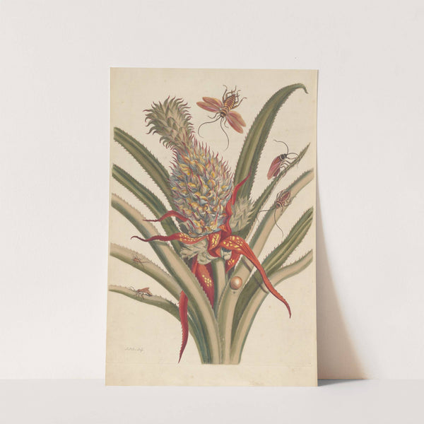 Dissertation sur la generation et les transformations des insectes de Surinam Pl.64 (1705) by Maria Sibylla Merian