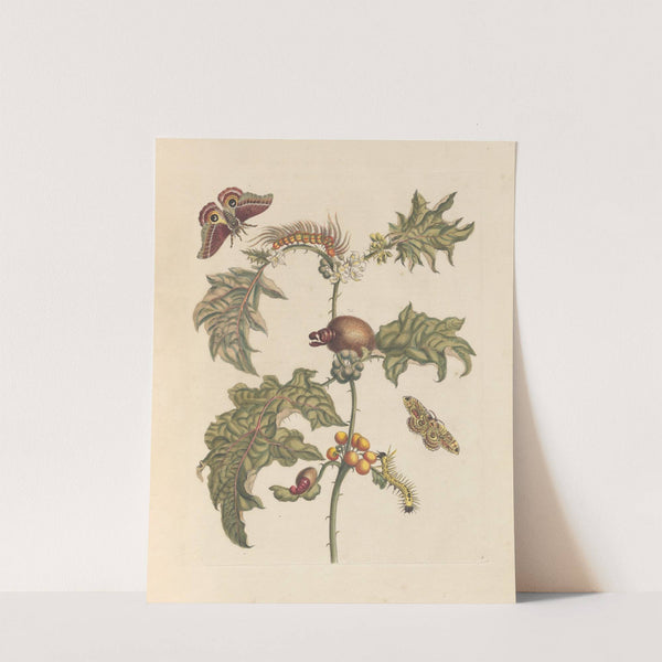 Dissertation sur la generation et les transformations des insectes de Surinam Pl.67 (1705) by Maria Sibylla Merian