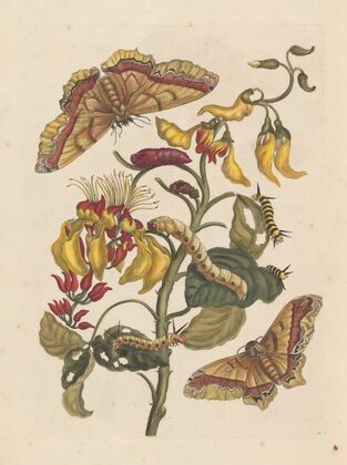 Dissertation sur la generation et les transformations des insectes de Surinam Pl.68