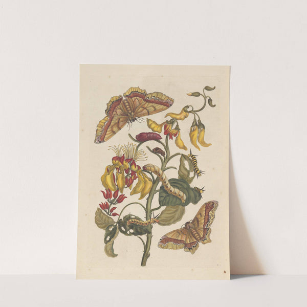 Dissertation sur la generation et les transformations des insectes de Surinam Pl.68 (1705) by Maria Sibylla Merian