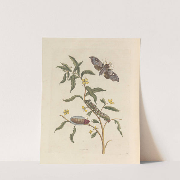 Dissertation sur la generation et les transformations des insectes de Surinam Pl.71 (1705) by Maria Sibylla Merian