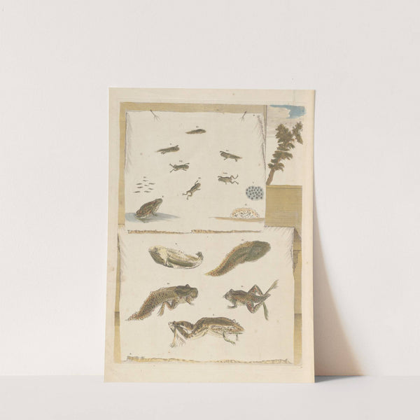 Dissertation sur la generation et les transformations des insectes de Surinam Pl.72 (1705) by Maria Sibylla Merian