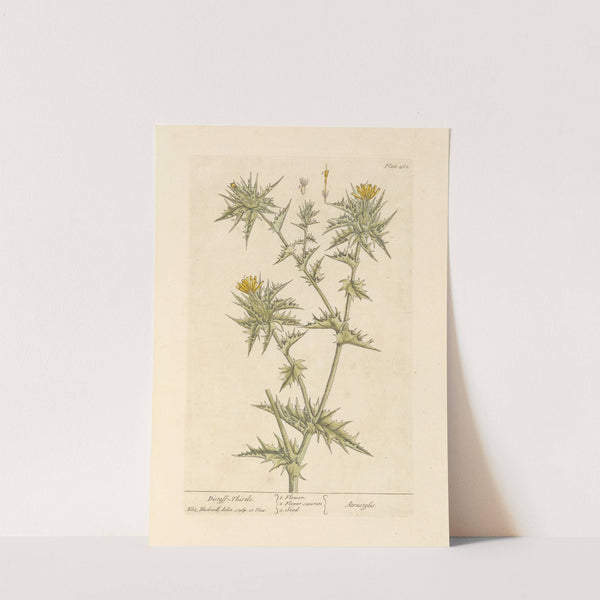 Distaff thistle (1739) by Elizabeth Blackwell