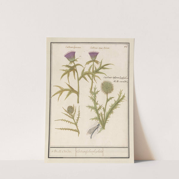 Distel (Carduus) en artisjok (Cynara cardunculus) Bolle Caerden. Cardius Spheroche-phalus (1596-1610) by Anselmus Boëtius de Boodt