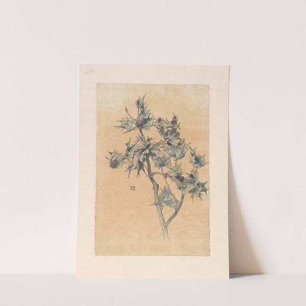 Distels by Willem Wenckebach