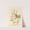 Dittander or pepperwort (1739) by Elizabeth Blackwell
