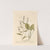 Dittander or pepperwort (1739) by Elizabeth Blackwell