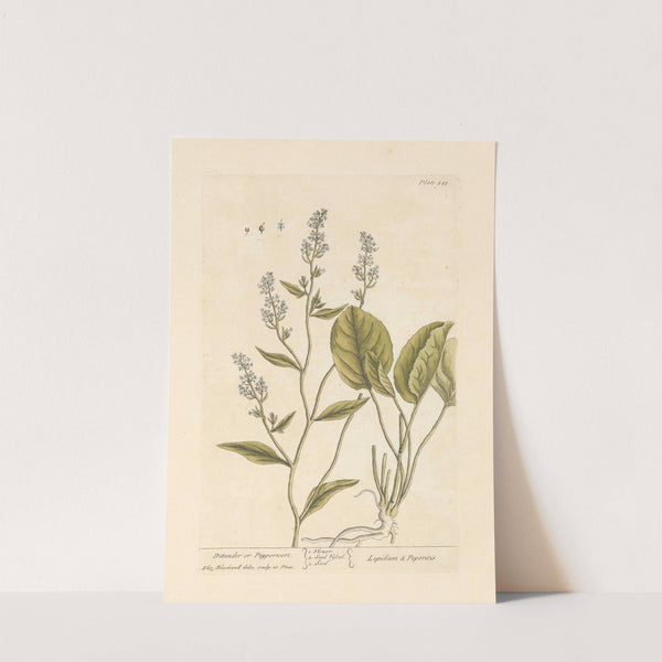 Dittander or pepperwort (1739) by Elizabeth Blackwell